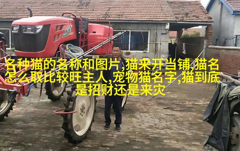 欧洲短毛