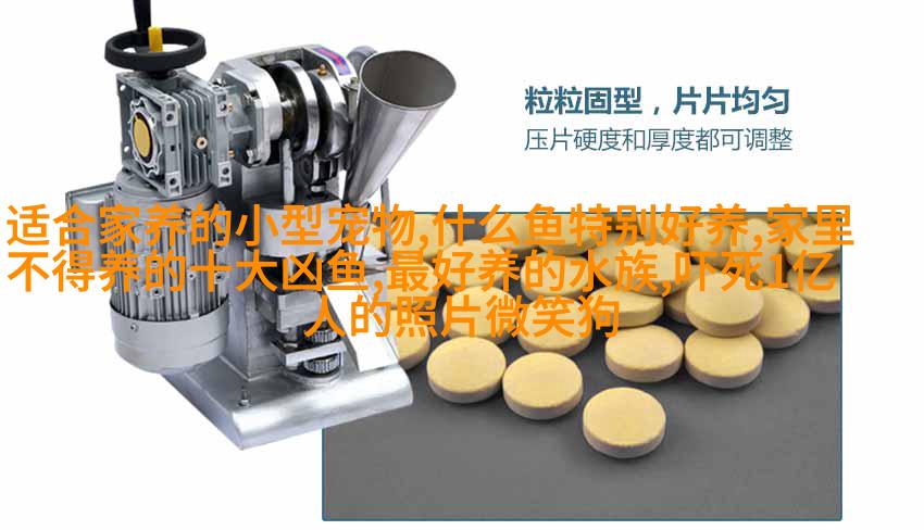 斑马斑点