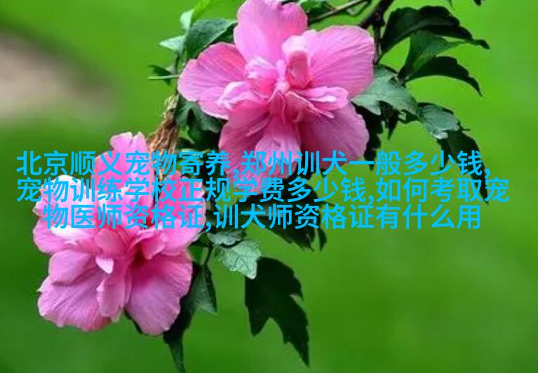 希腊牧羊dog