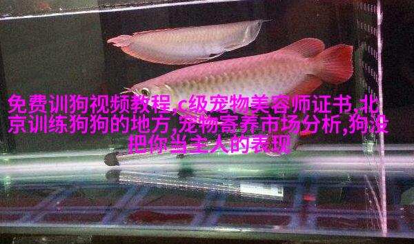 德国牧羊犬