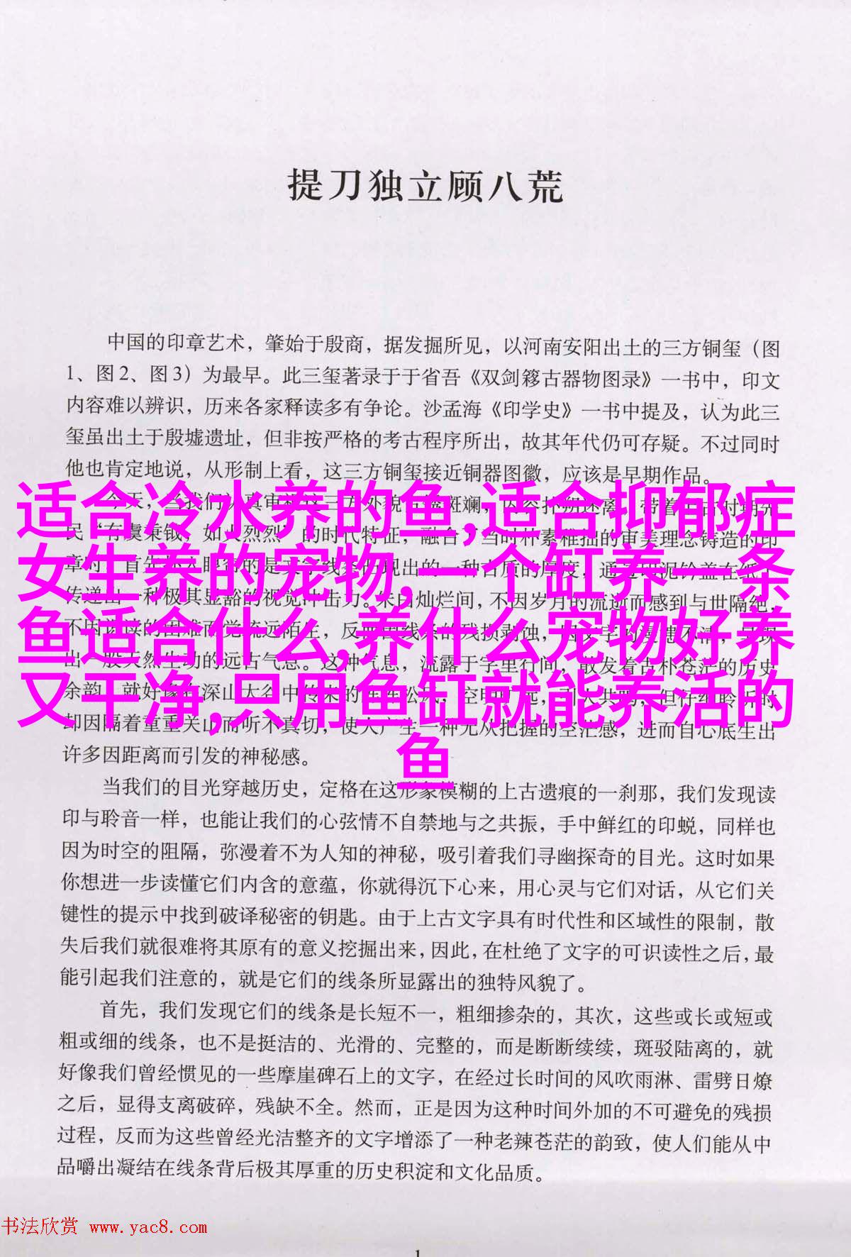 小金毛寻回犬