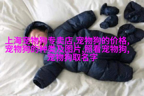 欧洲短毛