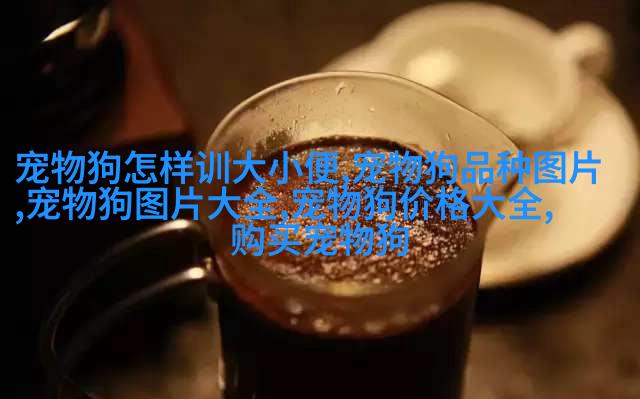 英国短毛