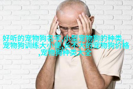 金毛寻回犬