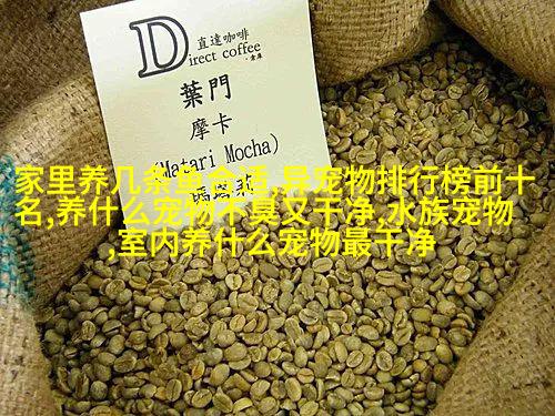 苏格兰折耳