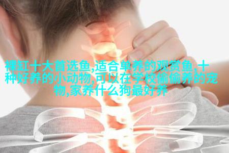 比熊