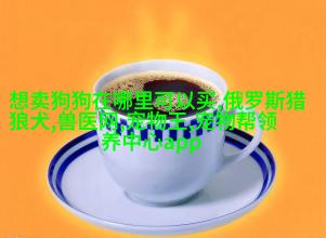 小型柴郡牧羊dog