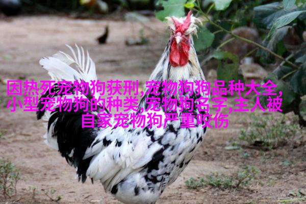 米克斯（混血）