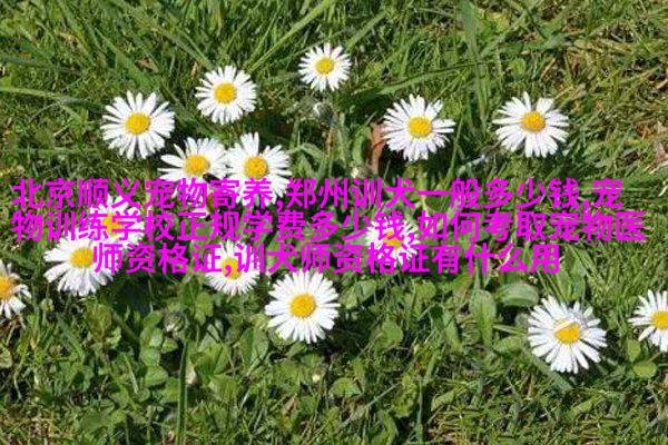 纳瓦哈多阿基马犬