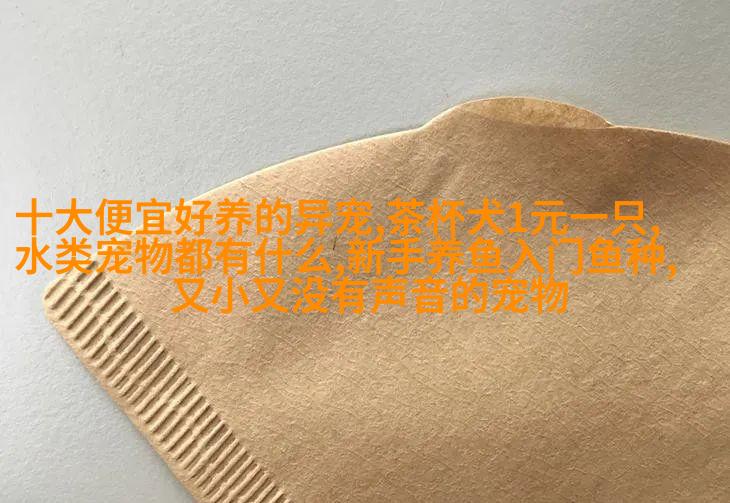 金毛寻回犬