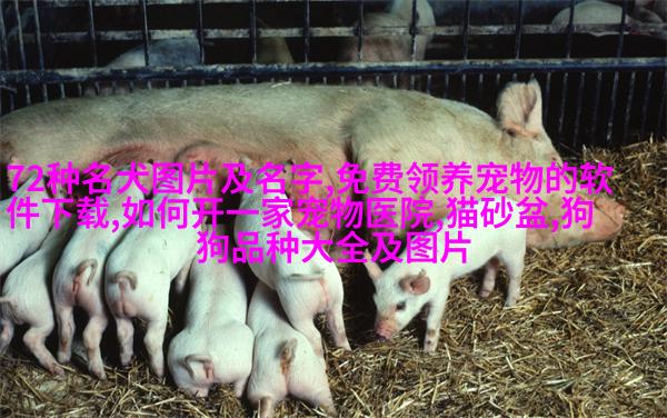 大丹马匹猎豹