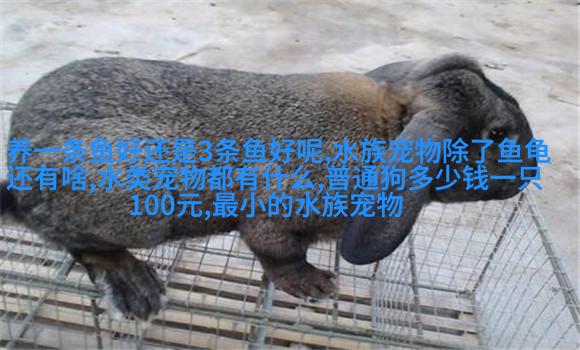 斯芬克斯