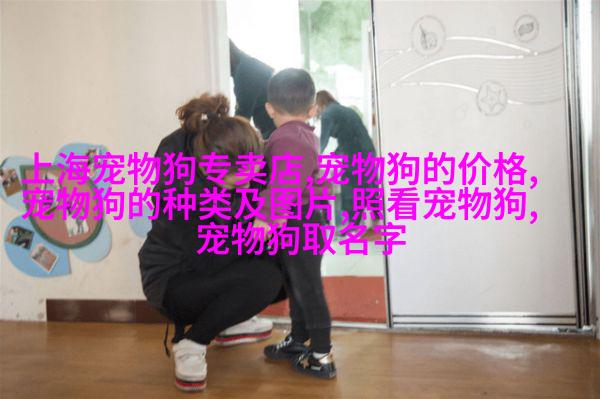 苏格兰折耳