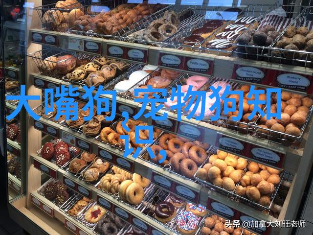 银龙鱼怎么喂食