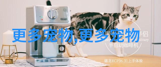 聪明的小拉布拉多