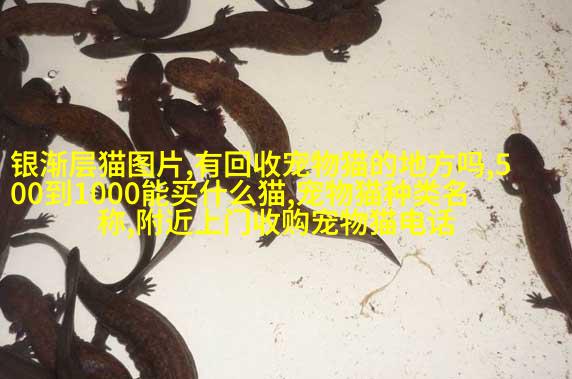 为宠物穿衣服的好处:保暖在寒冷的冬天,给出去溜圈的狗狗穿上衣服