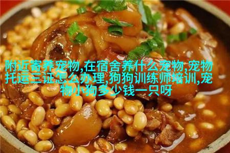 法国斗牛梗(Bichon Frise)