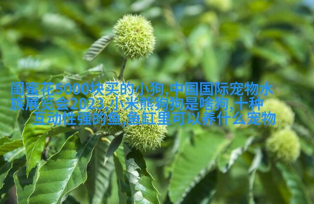 阿拉斯加雪橇dog