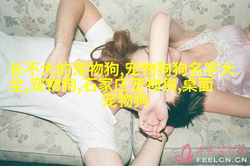 小金毛寻回犬