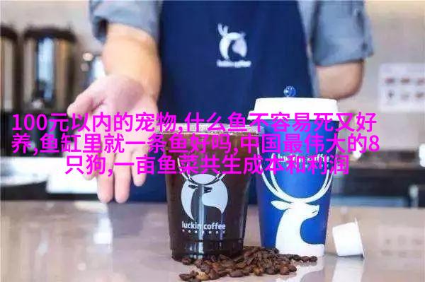 德国短发猎dog
