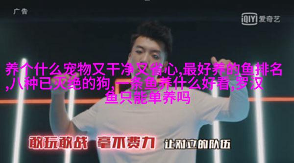 雪白波斯