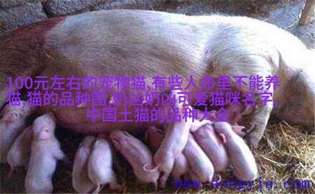 西施猫狗