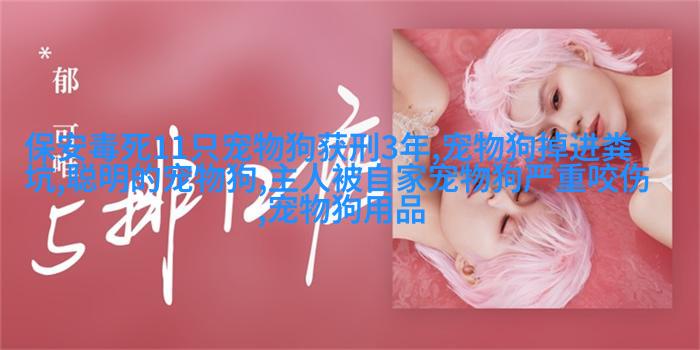 金毛寻回犬