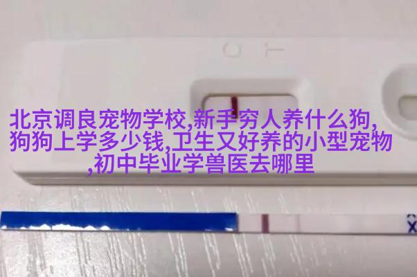 荷兰猪怎么饲养？新手怎么养豚鼠？