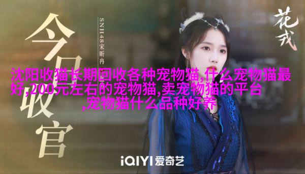 中东短腿马力哈萨克豹子