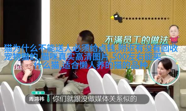 狗带状耳朵Shih Tzu