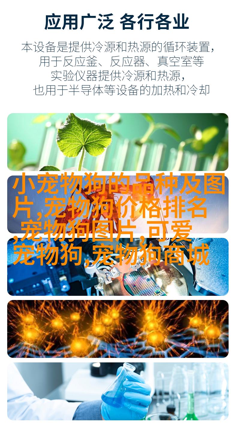 法国斗牛犬