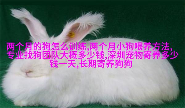 威尔士长毛鸡冠狮子