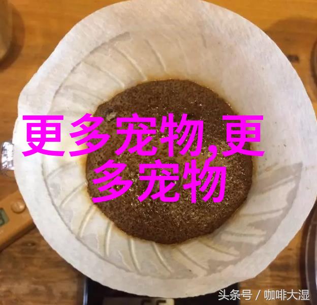 小熊貓