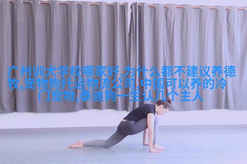 拉布拉多猎隻