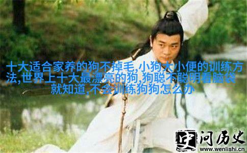 快乐的小金毛寻回犬