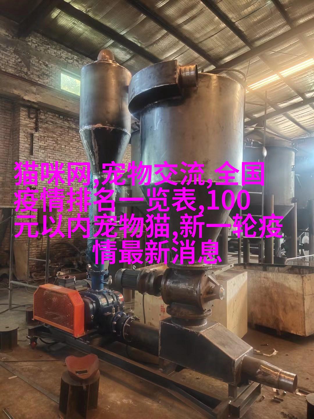 欧洲短毛貓