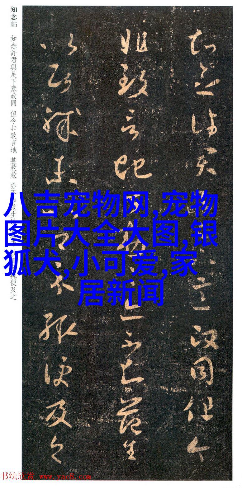 哈士奇