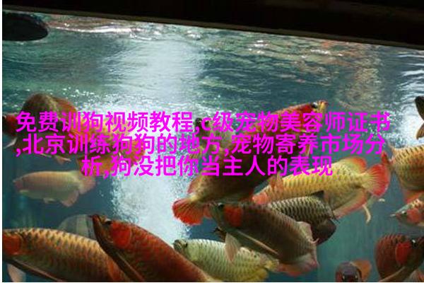 法式巴哥犬