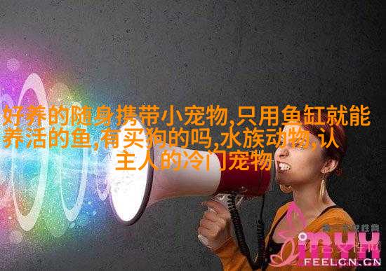 苏格兰折耳狮子狗