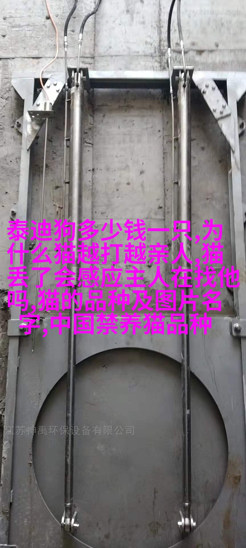 法国布偶 bulldog 