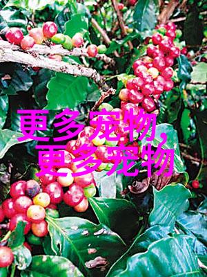 奥里斯