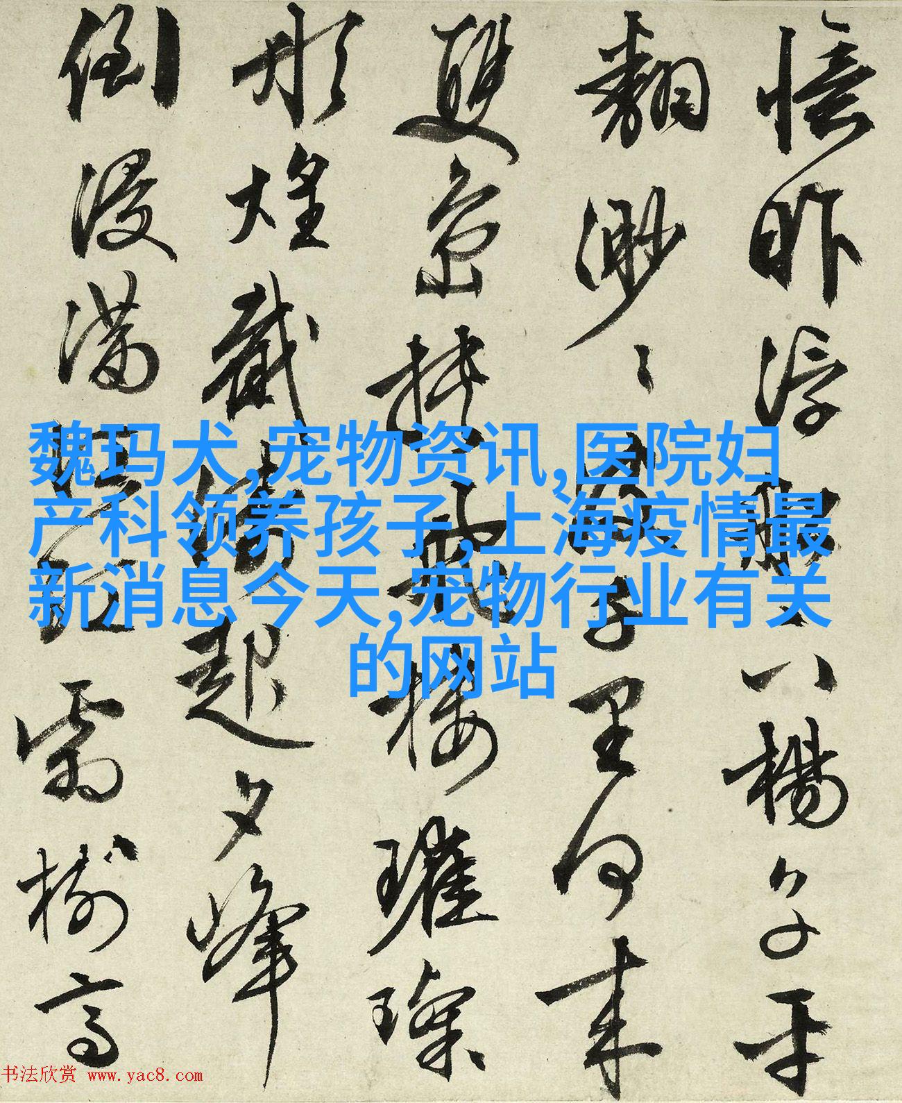 金毛寻回犬