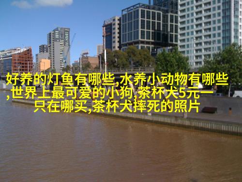 自由翱翔