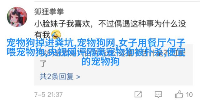 拉布拉多雷克斯