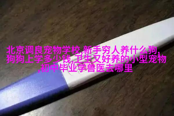 荷兰猪怎么饲养？新手怎么养豚鼠？