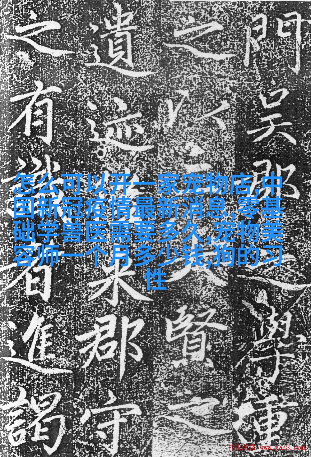 欧洲短毛大号房子狮子