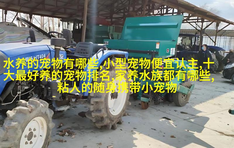 柯基脸上的微笑