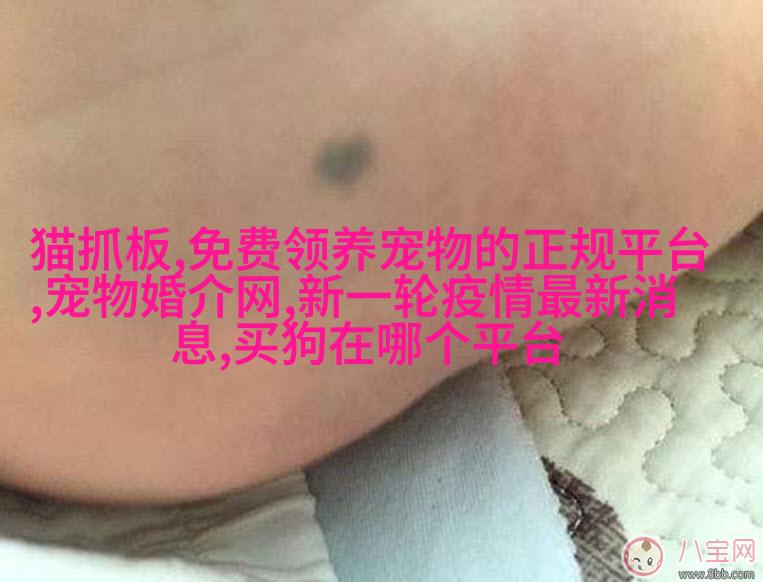 澳洲牧羊dog