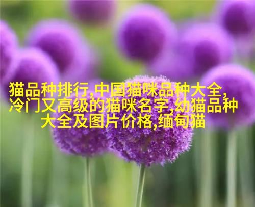 西伯利亚蓝眼白虎