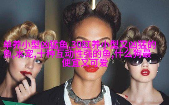 小萨摩耶德